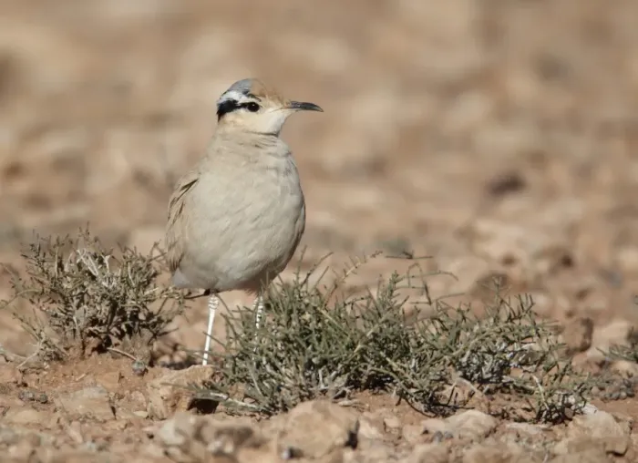 Framed Print : Cream-coloured Courser (Cursorius cursor) adult, standing in desert, Boulmane Dades, Morocco, february Framed Print : Cream-coloured Courser (Cursorius cursor) adult, standing in desert, Boulmane Dades, Morocco, february
