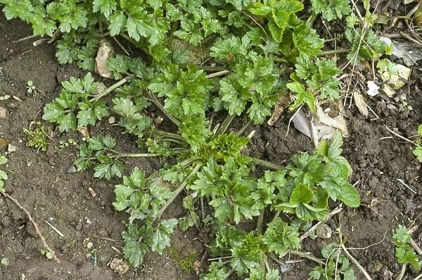 Creeping buttercup, Ranunculus repens, plant on garden soil