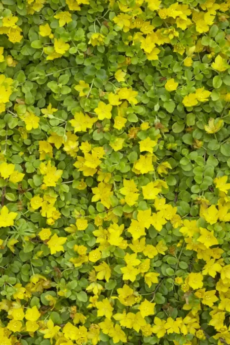 Framed Print : Creeping Jenny (Lysimachia nummularia) flowering, growing in garden, Essex, England Framed Print : Creeping Jenny (Lysimachia nummularia) flowering, growing in garden, Essex, England