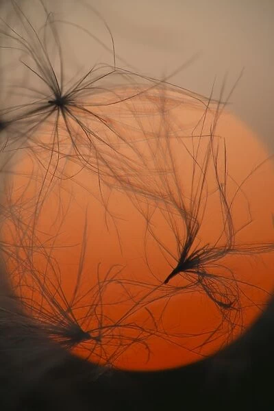 Creeping Thistle (Cirsium arvense) close-up of seeds and down, silhouetted at sunset, Powys, Wales, september