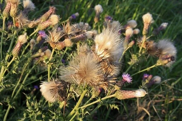 Creeping Thistle (Cirsium arvense) close-up of seedheads, Bacton, Suffolk, England, august