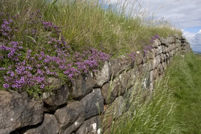 Framed Print : Creeping Thyme (Thymus praecox) flowering, growing on remains of Roman fortifications, Hadrians Wall Framed Print : Creeping Thyme (Thymus praecox) flowering, growing on remains of Roman fortifications, Hadrians Wall