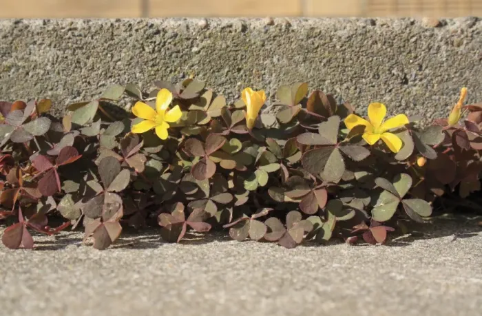 Framed Print : Creeping Woodsorrel (Oxalis corniculata var. atropurpurea) purple-leaved form, flowering