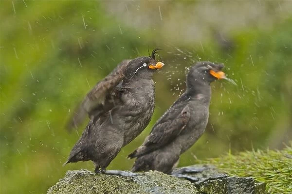Crested Auklet (Aethia cristatella) two adults, breeding plumage, shaking water from feathers