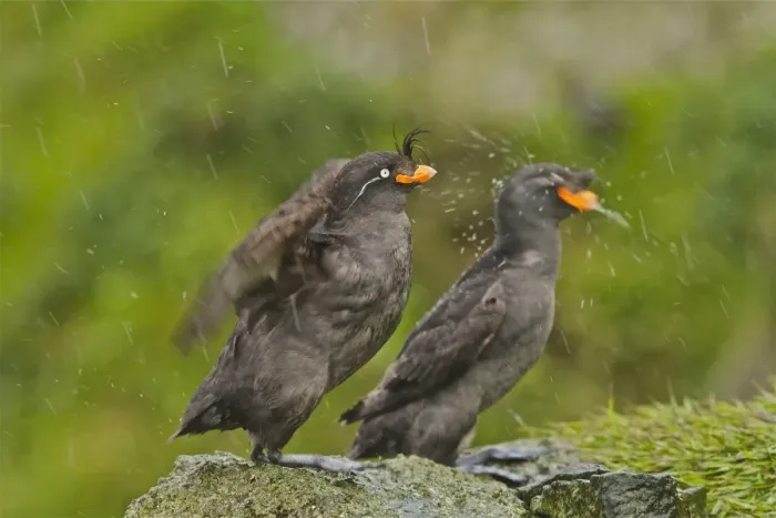 Framed Print : Crested Auklet (Aethia cristatella) two adults, breeding plumage, shaking water from feathers Framed Print : Crested Auklet (Aethia cristatella) two adults, breeding plumage, shaking water from feathers