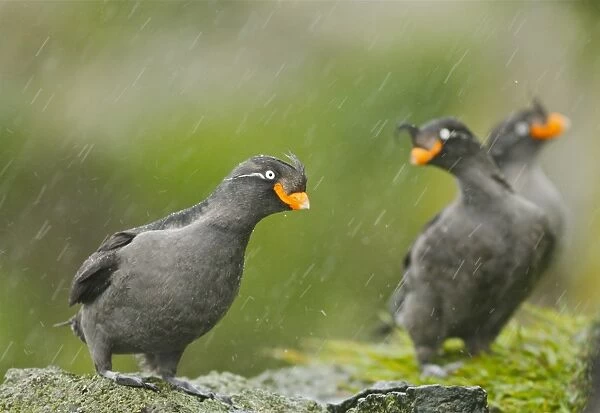 Crested Auklet (Aethia cristatella) three adults, breeding plumage, standing on rock during rainfall