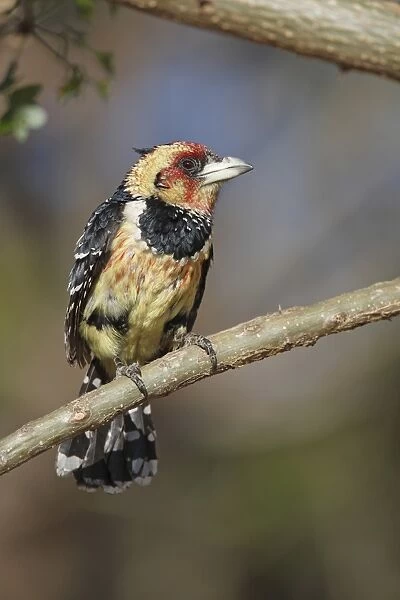 Crested Barbet (Trachyphonus vaillantii) adult male, perched on twig, Pilanesberg N. P. North West Province, South Africa