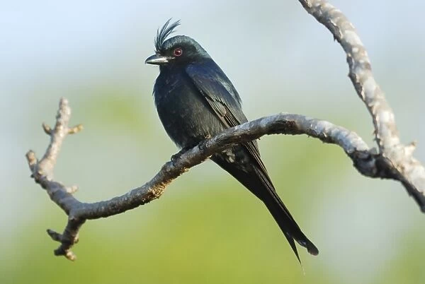 Crested Drongo (Dicrurus forficatus) adult, perched on branch in gallery forest, Berenty Nature Reserve, Southern Madagascar, august