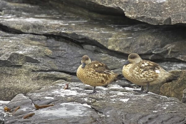 Crested Duck (Lophonetta specularioides) adult pair, standing on rocks, Saunders Island, Falkland Islands