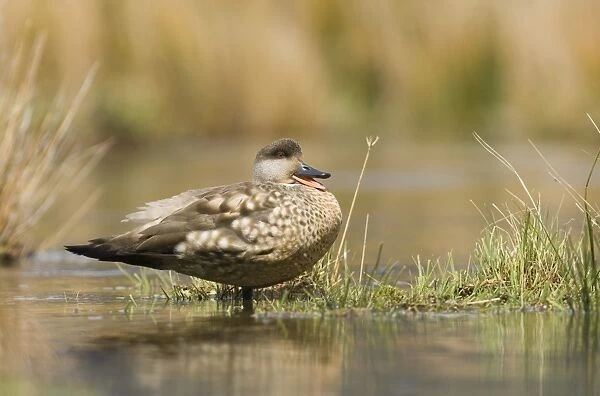 Crested Duck (Lophonetta specularioides) adult, calling, standing in water, Tierra del Fuego, Argentina, november