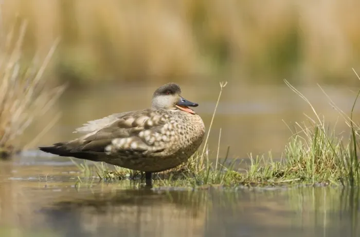 Framed Print : Crested Duck (Lophonetta specularioides) adult, calling, standing in water, Tierra del Fuego, Argentina, november