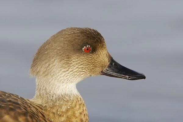 Crested Duck (Lophonetta specularioides) adult, close-up of head, Slimbridge W. W. T. (captive)