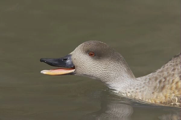 Crested Duck (Lophonetta specularioides) adult, close-up of head, threatening on water, Arundel W. W. T. (captive)