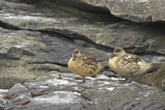 Framed Print : Crested Duck (Lophonetta specularioides) adult pair, standing on rocks, Saunders Island, Falkland Islands