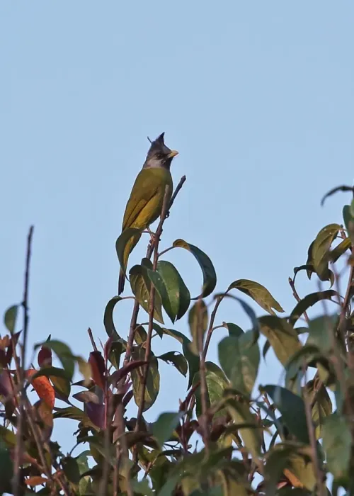 Framed Print : Crested Finchbill (Spizixos canifrons ingrami) adult, perched in treetop, Doi Ang Khang, Chiang Mai Province, Thailand Framed Print : Crested Finchbill (Spizixos canifrons ingrami) adult, perched in treetop, Doi Ang Khang, Chiang Mai Province, Thailand