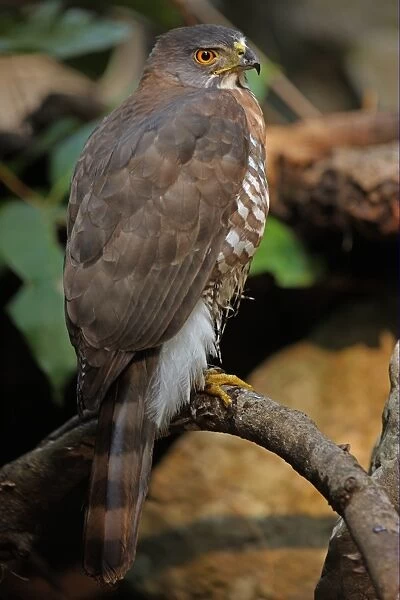 Crested Goshawk (Accipiter trivirgatus indicus) adult, perched on branch after bathing, Kaeng Krachan N. P. Thailand, february