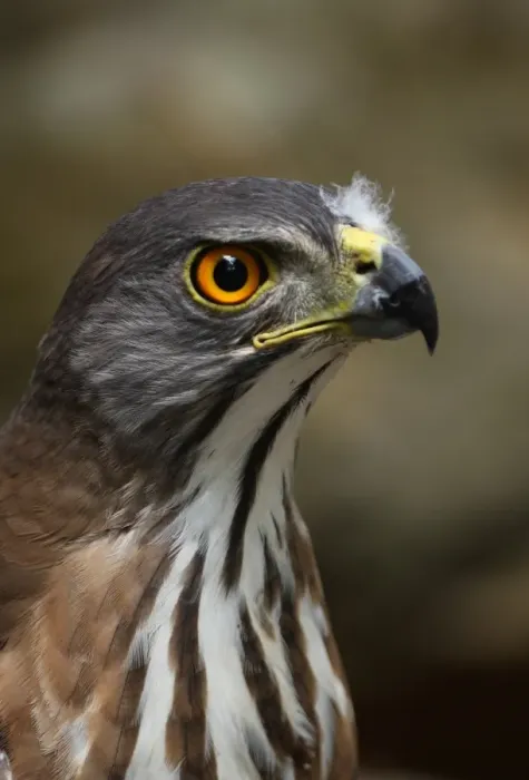 Framed Print : Crested Goshawk (Accipiter trivirgatus indicus) adult, close-up of head, Kaeng Krachan N. P. Thailand, february