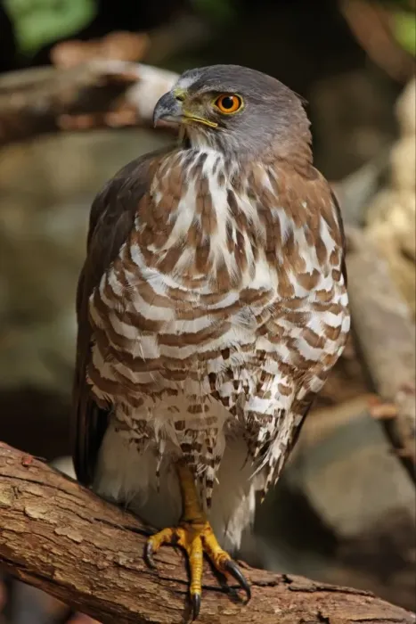 Framed Print : Crested Goshawk (Accipiter trivirgatus indicus) adult, perched on branch after bathing, Kaeng Krachan N. P. Thailand, february