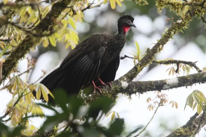 Framed Print : Crested Guan (Penelope purpurascens) adult, perched on branch high in tree, Costa Rica, february Framed Print : Crested Guan (Penelope purpurascens) adult, perched on branch high in tree, Costa Rica, february
