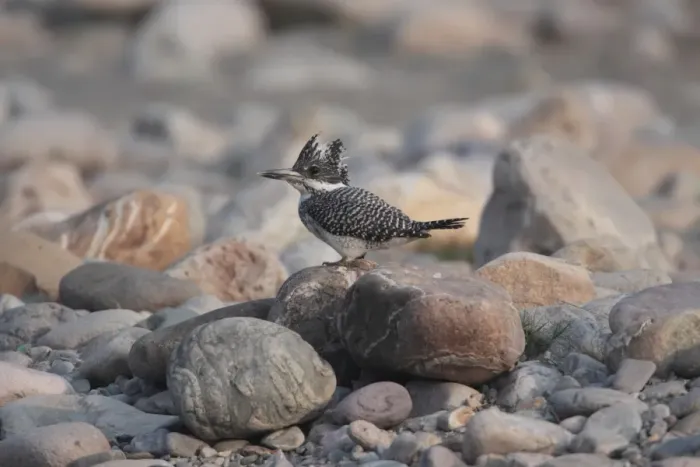 Framed Print : Crested Kingfisher (Megaceryle lugubris) adult, standing on stone, Kosi River, Corbett N. P. Uttarakhand, India, february Framed Print : Crested Kingfisher (Megaceryle lugubris) adult, standing on stone, Kosi River, Corbett N. P. Uttarakhand, India, february