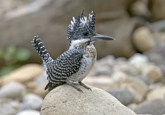 Framed Print : Crested Kingfisher (Megaceryle lugubris) adult, perched on rock, Northern India, january Framed Print : Crested Kingfisher (Megaceryle lugubris) adult, perched on rock, Northern India, january