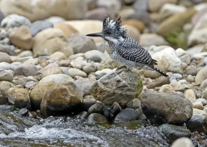 Framed Print : Crested Kingfisher (Megaceryle lugubris) adult, perched on rock beside stream, Northern India, january Framed Print : Crested Kingfisher (Megaceryle lugubris) adult, perched on rock beside stream, Northern India, january