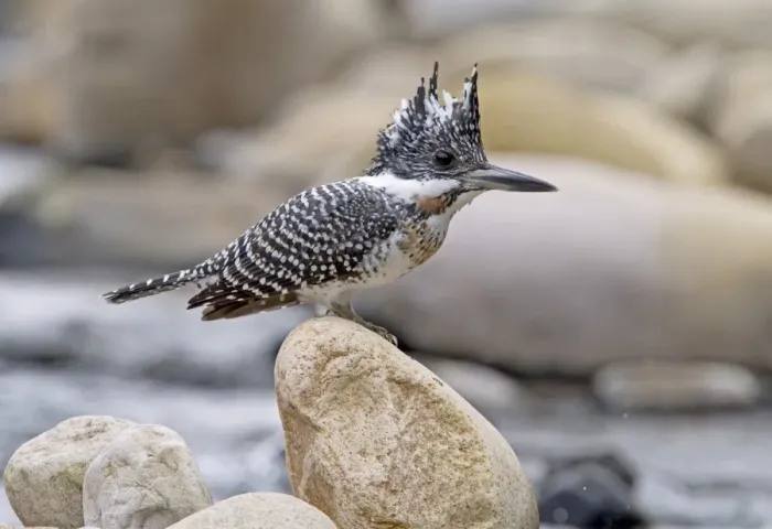 Framed Print : Crested Kingfisher (Megaceryle lugubris) adult, perched on rock beside stream, Northern India, january