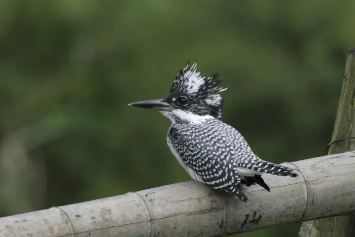 Framed Print : Crested Kingfisher (Megaceryle lugubris) juvenile, perched on bamboo pole, Wuyuan County, Jiangxi, China, june Framed Print : Crested Kingfisher (Megaceryle lugubris) juvenile, perched on bamboo pole, Wuyuan County, Jiangxi, China, june