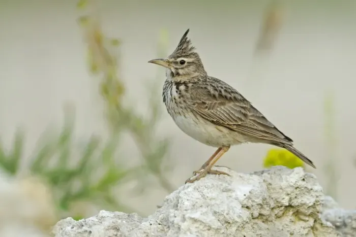 Framed Print : Crested Lark (Galerida cristata) adult, standing on stone, Bulgaria, may Framed Print : Crested Lark (Galerida cristata) adult, standing on stone, Bulgaria, may