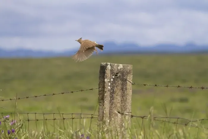 Framed Print : Crested Lark (Galerida cristata) adult, in flight, taking off from fencepost, Extremadura, Spain, May Framed Print : Crested Lark (Galerida cristata) adult, in flight, taking off from fencepost, Extremadura, Spain, May