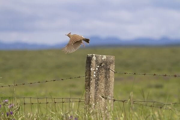 Crested Lark (Galerida cristata) adult, in flight, taking off from fencepost, Extremadura, Spain, May