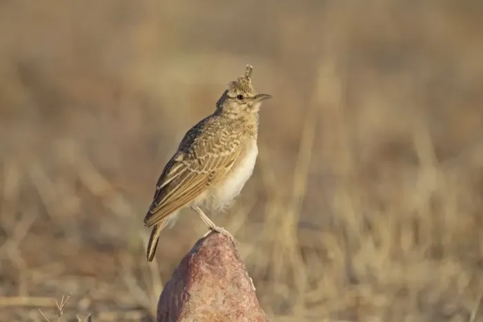 Framed Print : Crested Lark (Galerida cristata) juvenile, perched on stone, Castilla y Leon, Spain, August Framed Print : Crested Lark (Galerida cristata) juvenile, perched on stone, Castilla y Leon, Spain, August