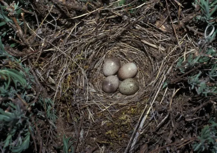 Framed Print : Crested Lark (Galerida cristata) nest with three Crested Lark eggs / 1 Cuckoo egg Framed Print : Crested Lark (Galerida cristata) nest with three Crested Lark eggs / 1 Cuckoo egg