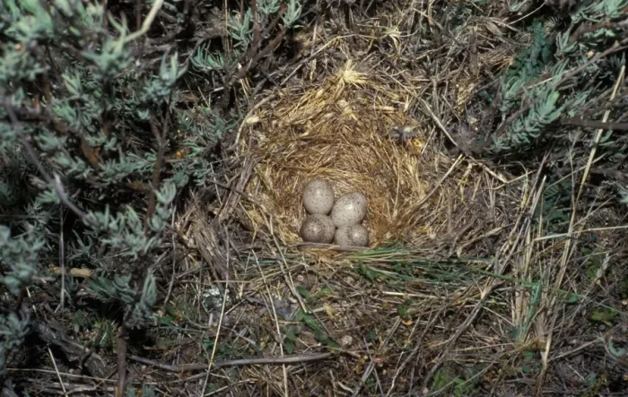 Framed Print : Crested Lark (Galerida cristata) nest with four eggs Framed Print : Crested Lark (Galerida cristata) nest with four eggs