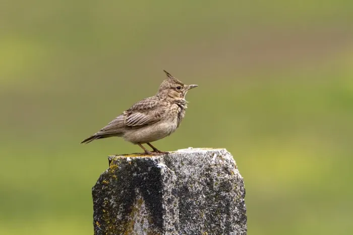Framed Print : Crested Lark on lichen covered post Framed Print : Crested Lark on lichen covered post