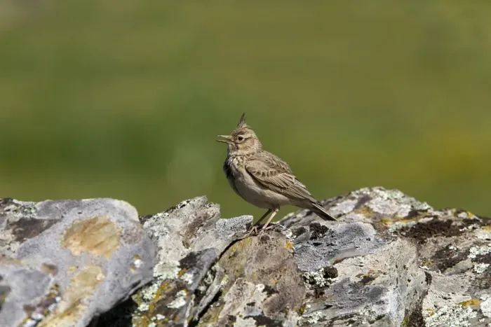 Framed Print : Crested Lark singing on lichen covered rocks Framed Print : Crested Lark singing on lichen covered rocks
