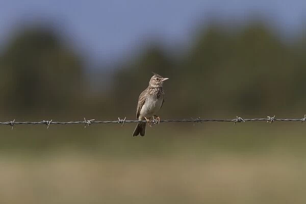 Crested Lark on wire fence - Coto Donana, Spain