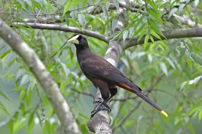 Framed Print : Crested Oropendola (Psarocolius decumanus insularis) adult, perched on branch, Trinidad and Tobago, November Framed Print : Crested Oropendola (Psarocolius decumanus insularis) adult, perched on branch, Trinidad and Tobago, November