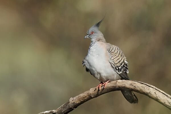 Crested Pigeon (Geophaps lophotes) adult, perched on branch, Northern Territory, Australia