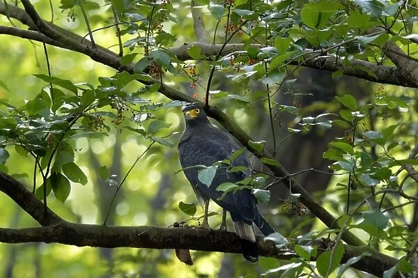 Crested Serpent-eagle (Spilornis cheela) adult, perched on branch in fruiting tree, Jim Corbett N. P