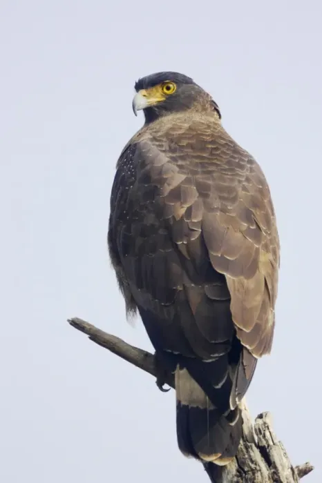 Framed Print : Crested Serpent-eagle (Spilornis cheela) adult, perched on branch, Keoladeo Ghana N. P. (Bharatpur), Rajasthan, India
