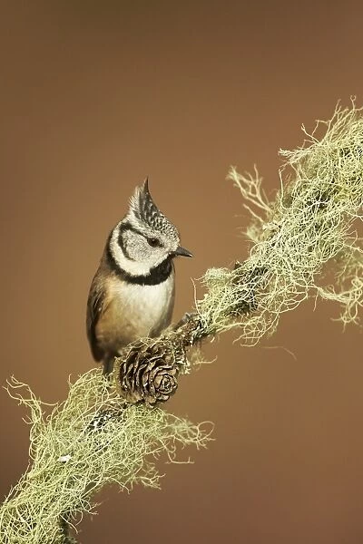 Crested Tit (Lophophanes cristatus) adult, perched on lichen covered twig, Cairngorms, Highlands, Scotland, January