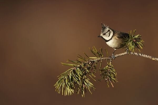 Crested Tit (Lophophanes cristatus) adult, perched on Scots Pine (Pinus sylvestris) branch, Cairngorms, Highlands