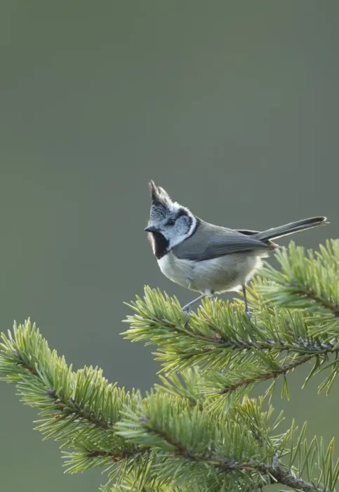 Framed Print : Crested Tit (Lophophanes cristatus) adult, perched on Scots Pine (Pinus sylvestris) twig, Scotland, January Framed Print : Crested Tit (Lophophanes cristatus) adult, perched on Scots Pine (Pinus sylvestris) twig, Scotland, January