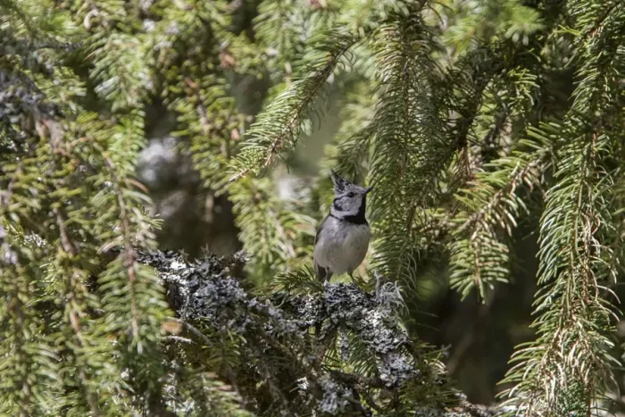 Framed Print : Crested Tit in pine forest - Bulgaria Framed Print : Crested Tit in pine forest - Bulgaria