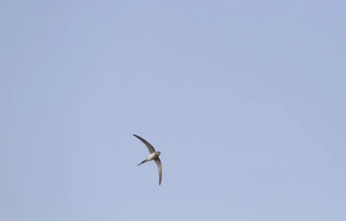 Framed Print : Crested Treeswift (Hemiprocne coronata) adult female, in flight, India, february Framed Print : Crested Treeswift (Hemiprocne coronata) adult female, in flight, India, february