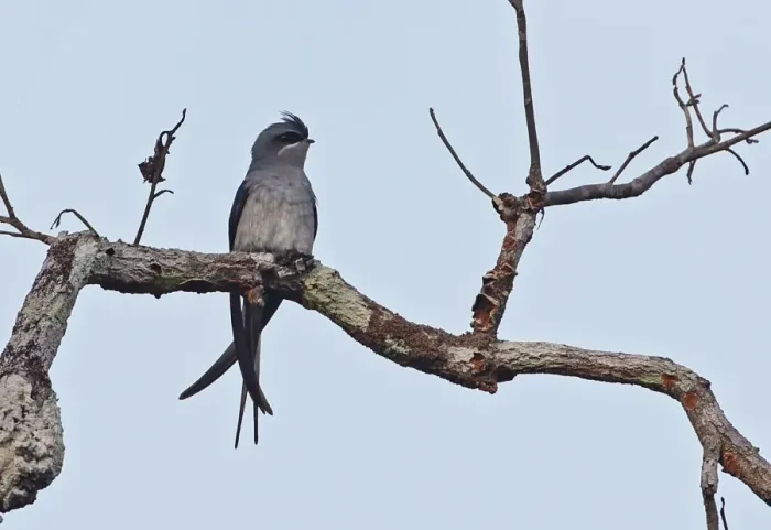 Framed Print : Crested Treeswift (Hemiprocne coronata) adult female, perched on branch, Prey Veng, Cambodia, January Framed Print : Crested Treeswift (Hemiprocne coronata) adult female, perched on branch, Prey Veng, Cambodia, January
