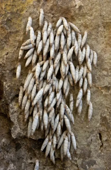 Framed Print : Cretan Door Snail (Albinaria inflata) group, aestivating on rock, Imbros Gorge, West Crete, Greece, April Framed Print : Cretan Door Snail (Albinaria inflata) group, aestivating on rock, Imbros Gorge, West Crete, Greece, April