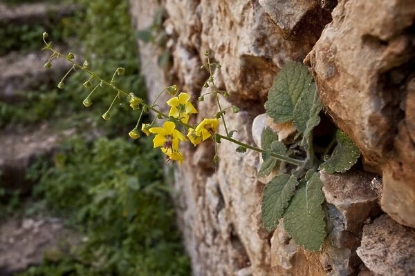 Cretan Mullein (Verbascum arcturus) flowering, growing on wall of Catholic monastery, Akrotiri, Crete, Greece, April