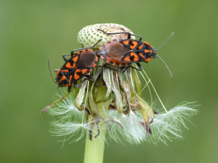 Framed Print : Cretan Soldier Bug (Lygaeus saxatilis) adult pair, mating on dandelion seedhead, Dolomites, Italian Alps, Italy, June Framed Print : Cretan Soldier Bug (Lygaeus saxatilis) adult pair, mating on dandelion seedhead, Dolomites, Italian Alps, Italy, June